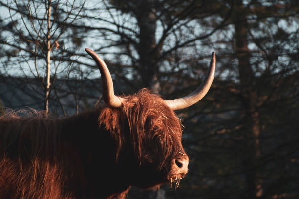 istock Lovely farm animal in a meadow 1346669403