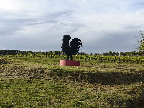 The famous Chianti black rooster symbol at a vineyard in the Chianti classico region, Siena province, Tuscany
