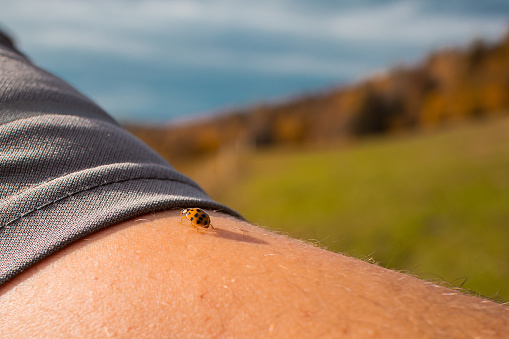 A yellow ladybird sitting on an arm of a person.