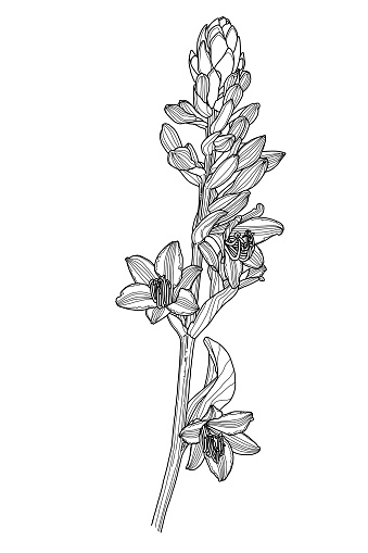 Linear drawing of Hosta flower with leaves and buds, modern digital art. Design element for decorating printed products, invitations, postcards. Vector illustration.