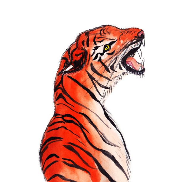 istock Half-turned Tiger bares fangs, teeth. Large and strong feline predator with a bright red striped coat. 1346673812