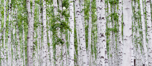 trunks of birch in the forest - birch bark birch tree textured imagens e fotografias de stock