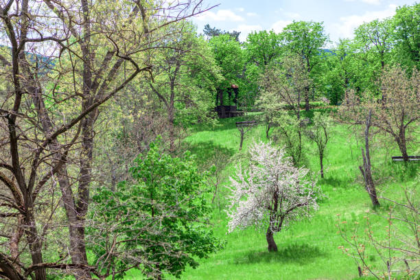 Uncultivated garden in the springtime . Green meadow and cherry tree in bloom