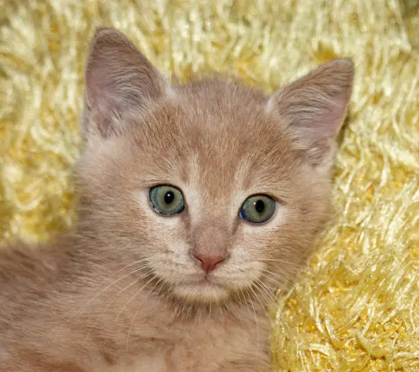 Photo of cute yellow kitten, close-up.  animal love background. Isolated on white bacground.