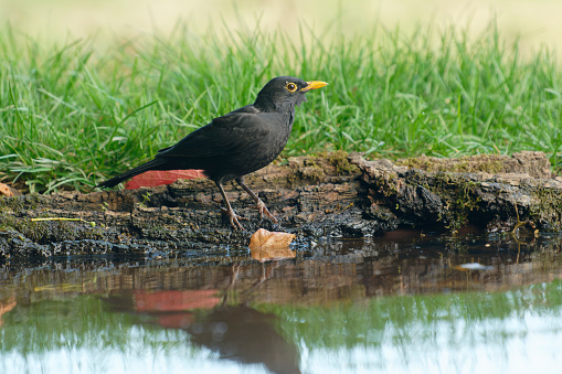 male blackbird (Turdus merula)