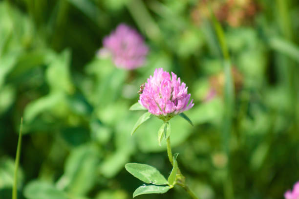 istock Red clover in bloom close-up view with green blurred plants on background 1346676733