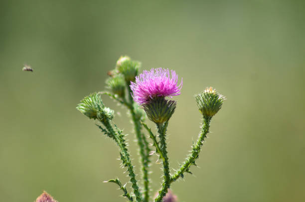 istock Awesome spiny plumeless thistle in bloom close-up view with green blurred background 1346676742