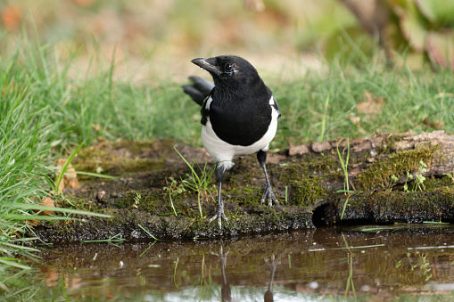 Magpie drinking (Pica pica)