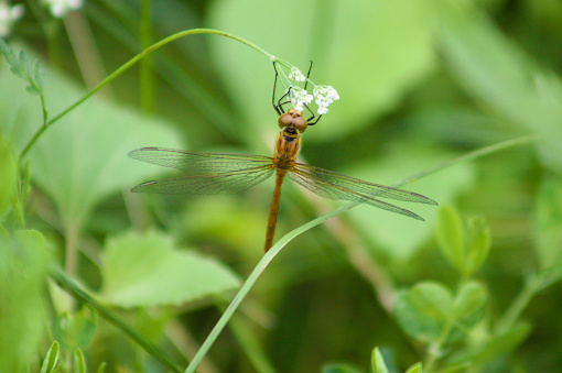Awesome dragonfly on flower close-up view with blurred green plants on background