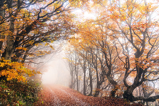 Autumn on the plateaus of Primorska, Julian Alps, Slovenia, Europe