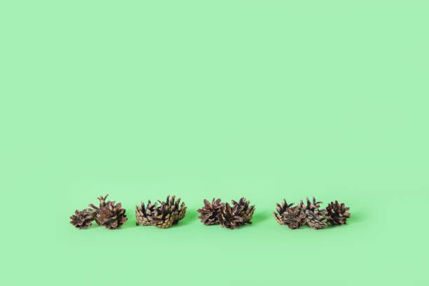 istock Natural pinecones on the green background with the space for your design. 1346678143