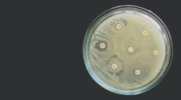 antibiograma múltiplas bactérias de resistência a drogas teste de suscetibilidade antimicrobiana - petri dish bacterium microbiology streptococcus - fotografias e filmes do acervo
