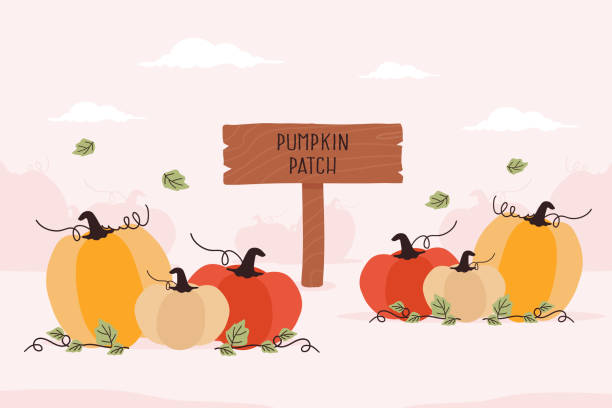 plaster z dyni - pumpkin patch stock illustrations