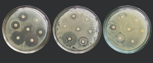 testes de suscetibilidade antibiograma de resistência a drogas múltiplas - petri dish bacterium microbiology streptococcus - fotografias e filmes do acervo