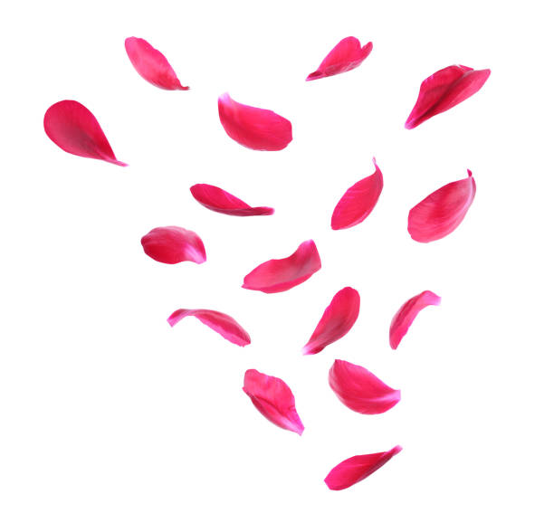 istock Set of flying fresh peony petals on white background 1346679143