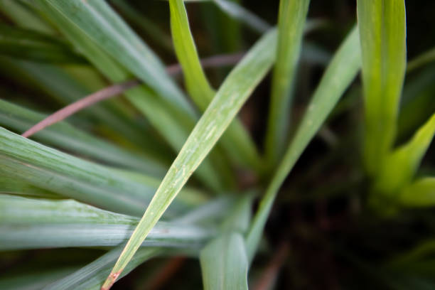 The lemon grass leaf with the blur background. The Khmer herb.