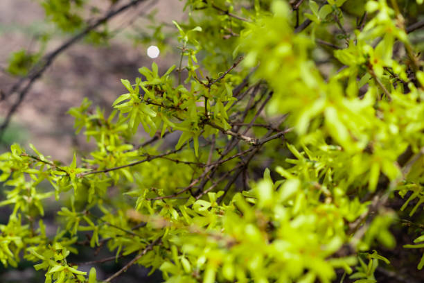 arbuste avec de petites feuilles jaunes brillantes, automne, belle saison, la nature attire - 11877 photos et images de collection