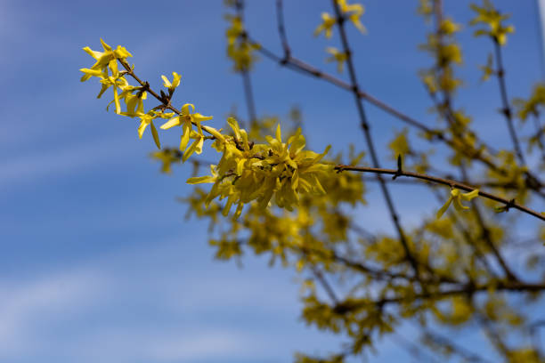 arbusto com pequenas folhas amarelas brilhantes, outono, estação bonita, a natureza desenha - 11874 - fotografias e filmes do acervo