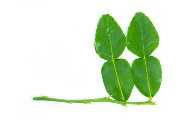 istock Kaffir lime leaves on white background. Green leaf. 1346680295