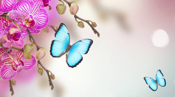 istock orchid flowers branch 1346681053