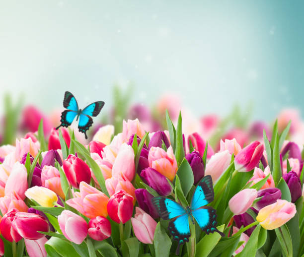 istock bunch of pink tulips 1346681233