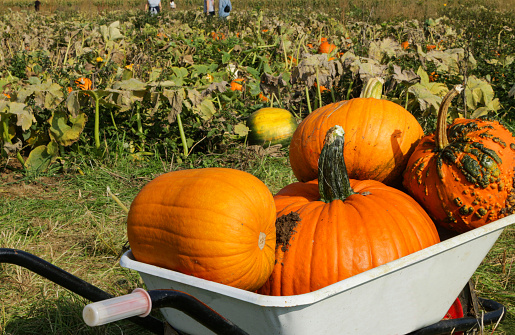 Pumpkins on the hay. Wooden crates with hay in the background. Organic vegetable farming, pumpkin patch harvest season.
