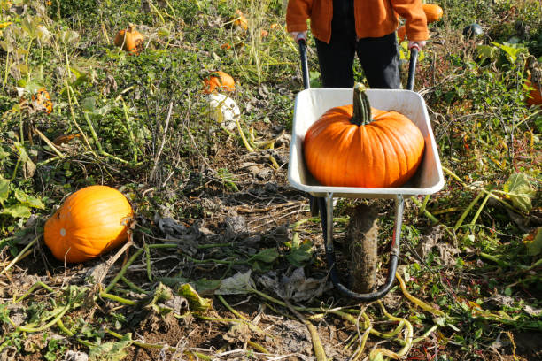 Stock photo showing close-up view of huge ripe, orange pumpkin sitting in wheelbarrow in agricultural farm field, growing gourds ready to harvest, pick and be sold for Halloween Jack O'lantern carving. imagen de carretilla que contiene calabaza enorme, madura y naranja del parche de calabaza siendo empujada por una persona irreconocible, calabazas cultivadas en un campo agrícola listas para vender para halloween, vista elevada, enfoque en primer plano