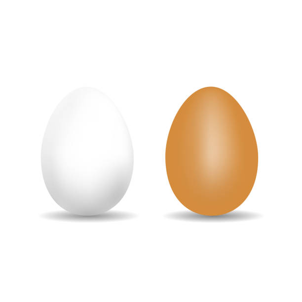 ilustrações de stock, clip art, desenhos animados e ícones de realistic chicken egg - white and brown vector template with shadow - isolated on white background - white background brown animal egg ellipse