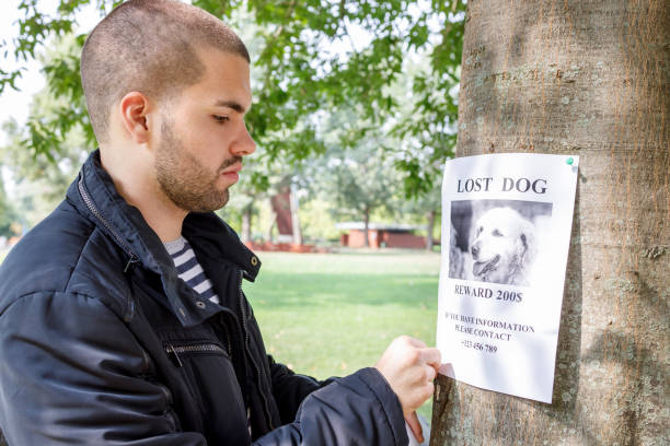 istock Young man hanging lost dog poster on a tree 1346683707