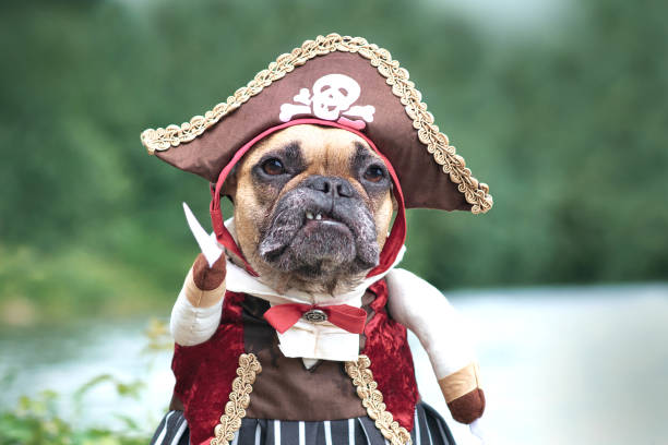 istock French Bulldog dog wearing pirate bride 1346684037