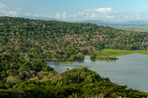 The tropical rainforest in Gamboa along the Panama Canal, Gatun lake, Panama, Central America