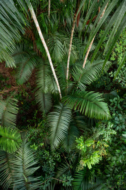 Full Frame Shot Of Palm Tree Leaves Full Frame Shot Of Palm Tree Leaves, Soberania National Park, Panama, Central America panama canal expansion stock pictures, royalty-free photos & images