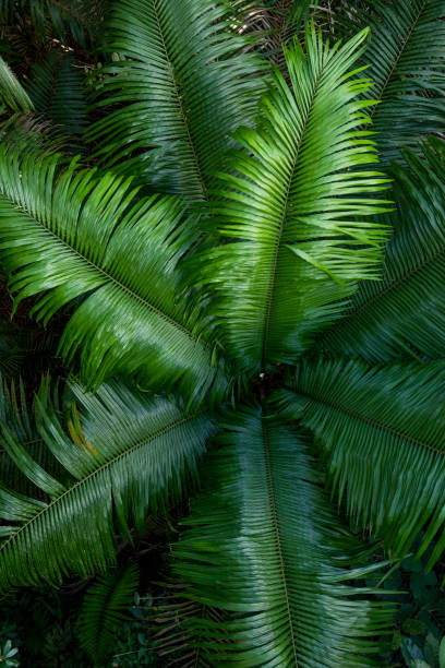 Full Frame Shot Of Palm Tree Leaves Full Frame Shot Of Palm Tree Leaves, Soberania National Park, Panama, Central America panama canal expansion stock pictures, royalty-free photos & images