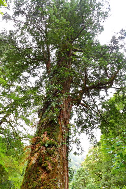 Lalashan Natural forest, paths in a forest of cypress trees in Taoyuan City, Fuxing District, Taiwan