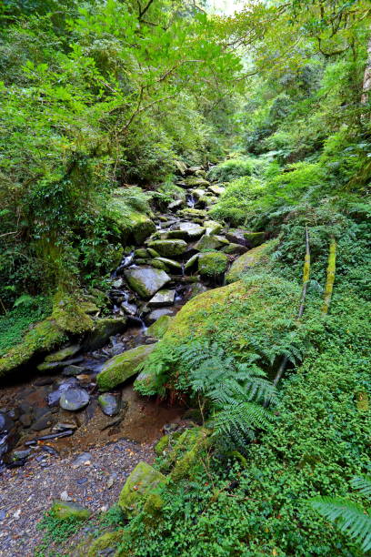 istock Lalashan Natural forest, paths in a forest of cypress trees 1346687972