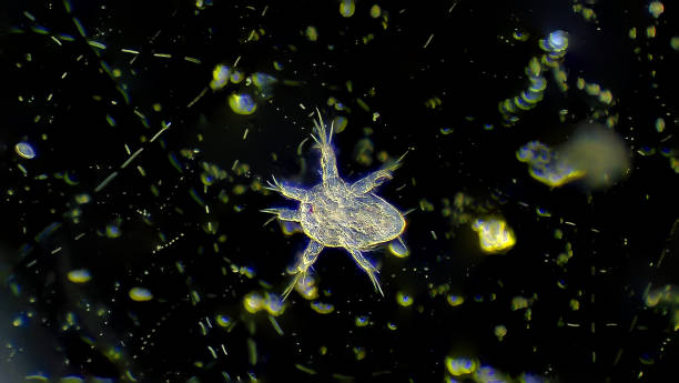 Water flea, crustacean, microscope magnification stock photo