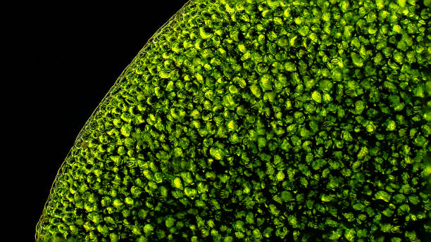 grossissement au microscope - duckweed photos et images de collection