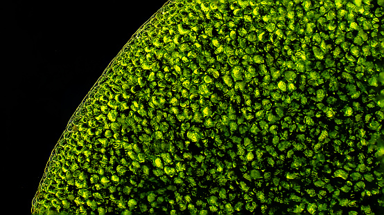 Duckweed leaf cells, microscope magnification, darkfield microscopy