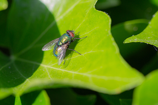 Close-up of a fly (brachycera) sitting in the sun on a green leaf