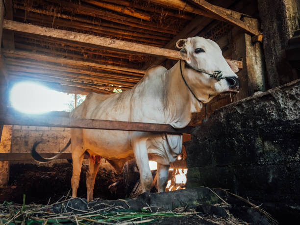 Photo Sapi 60+ Sapi Simmental Foto Foto Foto Stok, Potret, & Gambar Bebas Royalti ...