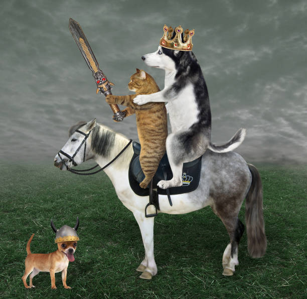 istock Dog husky king with cat riding horse 1346695678