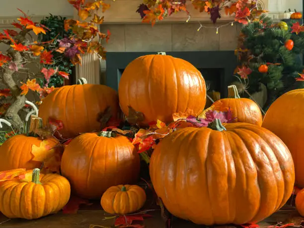 Stock photo showing a close-up view of an autumnal display in a domestic room with large, freshly picked, ripe orange coloured pumpkins, teasels (Dipsacus), gourds and   autumnal coloured leaves arranged before a fireplace.