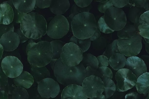 istock Water pennywort background 1346698174