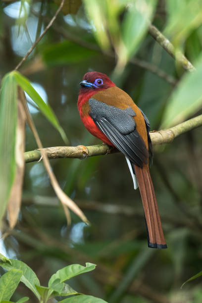 Red-headed Trogon (male) A male Red-headed Trogon (Harpactes erythrocephalus) in the bamboos trogon stock pictures, royalty-free photos & images
