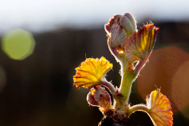 春にはブドウ畑の芽と小さな葉。 - ourense province ストックフォトと画像