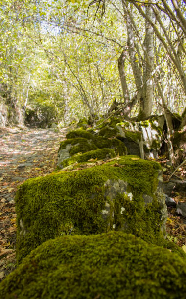 istock Rocks full of moss 1346703458