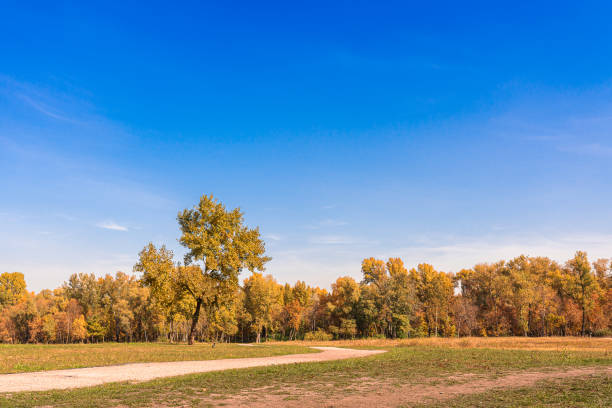 Landscape of an autumn park or deciduous forest. Dirt road leading into park forest against blue sky