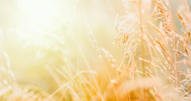 istock autumn colors in the fields 1346705163