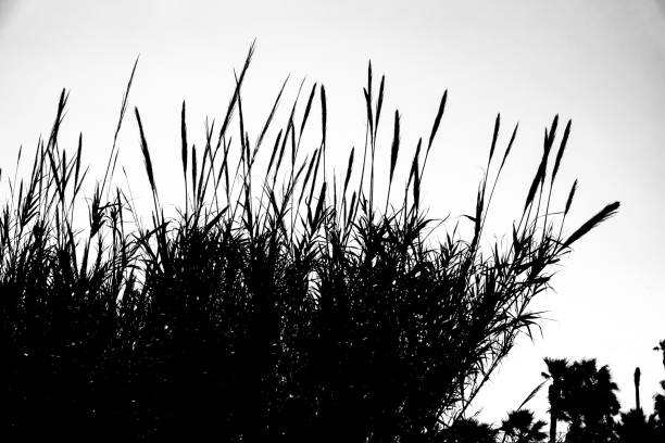 istock Silhouette image of grouped reeds. 1346705203