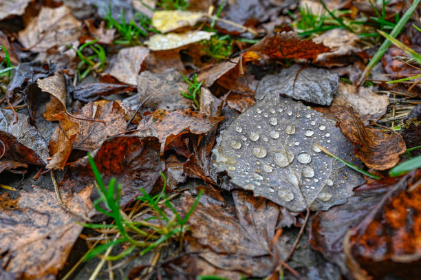close to autumn leaf with water drops Sweden october 2021